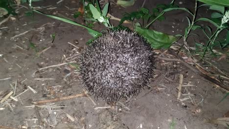 Hedgehog-protects-himself-by-curling-into-a-ball-at-night