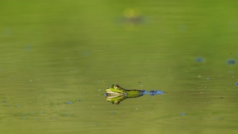 Grüner-Frosch,-Der-In-Einem-Reflektierenden-Teich-Schwimmt,-An-Dem-Fliegen-Vorbeigehen