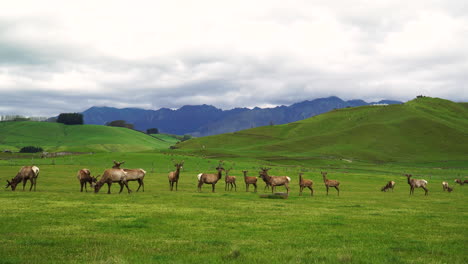 Herd-of-deers-in-distance-on-a-meadow-outdoors-in-mossburn,-New-Zealand
