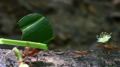 Leafcutter-ants-carrying-pieces-of-leaves-and-flowers-over-a-treestump-in-the-rainforest