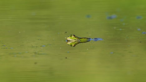 Close-up-of-green-frog-peeping-through-the-surface-of-a-pond-while-fly-flies
