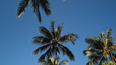 Upward-view-walking-under-palm-trees-with-bright-blue-sky-in-the-background
