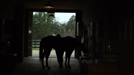 Silhouette-of-a-horse-being-brushed-in-a-stable-by-a-woman