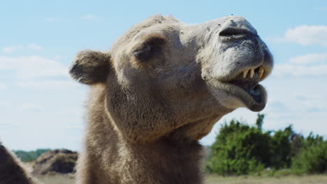 Close-up-of-brown-furry-camel-digesting-food-on-a-warm-summers-day-surrounded-by-blue-skies-and-green-bushes