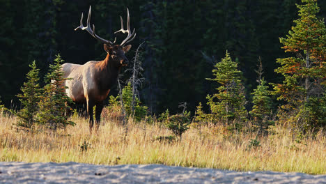 Male-Elk-with-large-antlers-standing-in-sunny-open-woodland-in-Canada