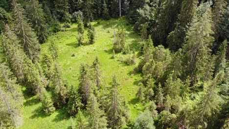 Aerial-view-on-glade-in-coniferous-forest-on-sunny-summer-day