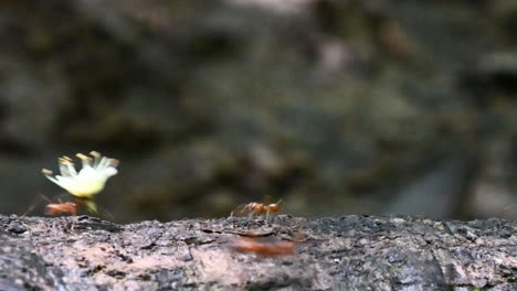 Hormigas-Cortadoras-De-Hojas-Que-Llevan-Pedazos-De-Hojas-Y-Flores-Sobre-Un-Tocón-De-árbol-En-La-Selva-Tropical