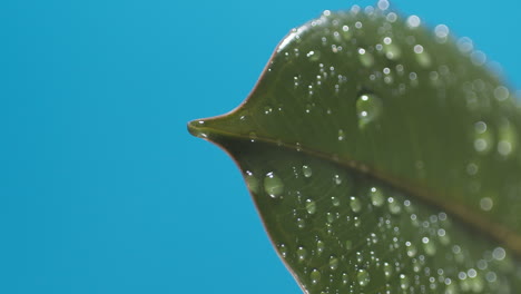 Vertikale-Wassertropfen-Tropfen-Von-Den-Grünen-Blättern-Auf-Den-Blauen-Hintergrund