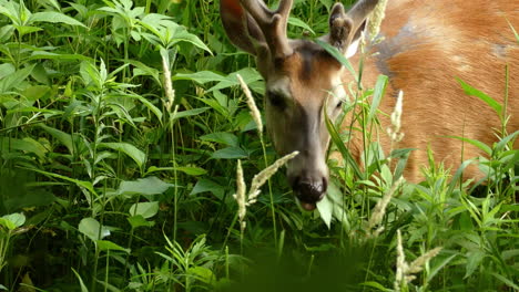 Roebuck-Grazing-On-Green-Leaves-In-The-Wilderness