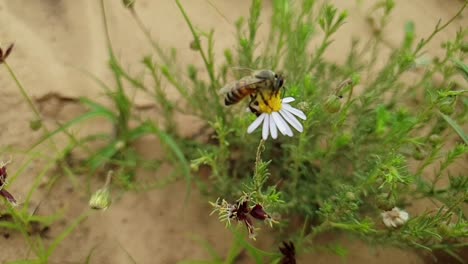 Close-up-macro-of-african-honey-bee-collecting-pollen-and-flying-in-slow-motion-footage-on-white-south-african-daisy-flowers-with-brown-sand-and-green-plants-in-the-background-bokeh-blur