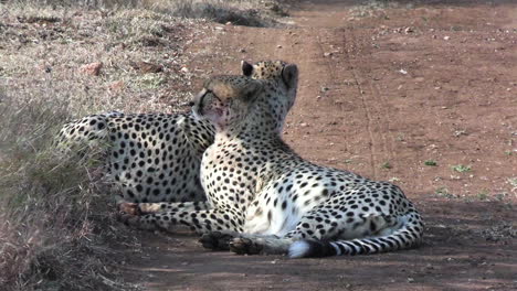Zwei-Männliche-Geparden-Ruhen-Im-Schatten-Auf-Staubiger-Straße-Im-Afrikanischen-Nationalpark,-Nahaufnahme