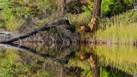 Female-cow-elk-standing-on-lake-shore-eating-plants,-reflection-on-water-surface