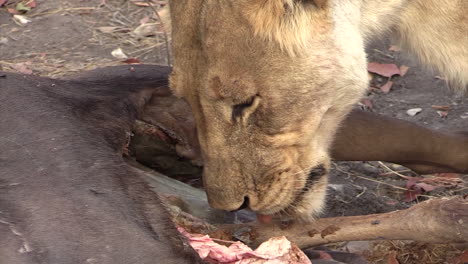Lioness-tears-up-the-bowels-of-her-prey,-contents-of-wildebeest's-bowels-oozing-out,-close-up-shot