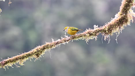 Silver-throated-Tanager-perched-on-mossy-twig-while-softly-raining,-Costa-Rica