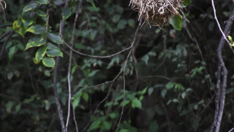 Bright-yellow-weaver-bird-at-his-nest-hanging-on-branches-at-the-walter-sisulu-national-botanical-gardens-in-roodepoort,-South-Africa