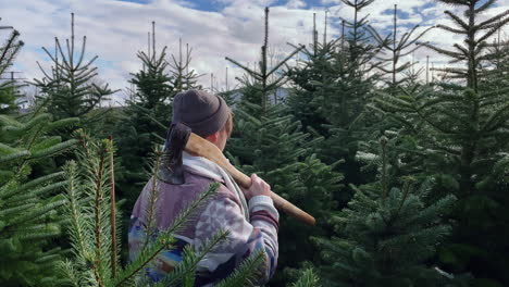 A-man-holds-an-ax-in-a-forest-of-Christmas-trees-looking-for-the-right-one-for-the-holidays