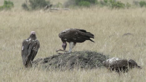 Slow-motion-shot-of-lappet-faced-vultures-feeding-on-an-antelope's-leg-in-dry-savanna,-tearing-out-meat-from-the-carcass