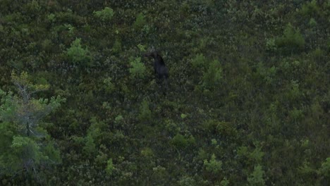 Tracking-female-moose-walking-through-brush-mountain-wilderness