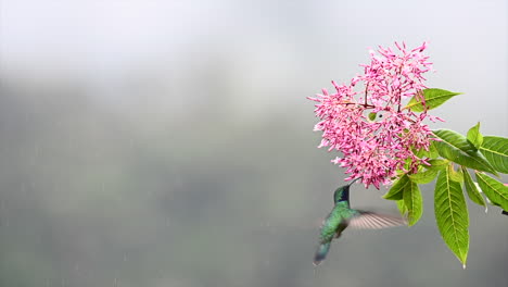 Magnificent-Hummingbird-feeding-on-a-pink-Fuchsia-arborescens-Censation-Juice-Berry,-Costa-Rica