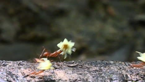 Blattschneiderameisen-Tragen-Blätter-Und-Blüten-über-Einen-Baumstumpf-Im-Regenwald