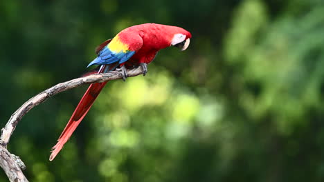 Guacamaya-Roja-Posada-En-Una-Rama,-Costa-Rica