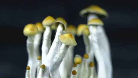 Psychedelic-magic-Mexican-mushrooms-with-dark-background-and-shifting-focus