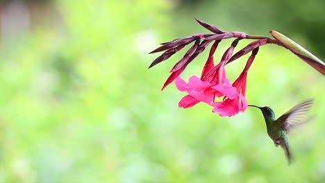 Zeitlupe-Eines-Prächtigen-Kolibris,-Der-Sich-Von-Einer-Rosa-Canna-Lilie-Ernährt,-Costa-Rica