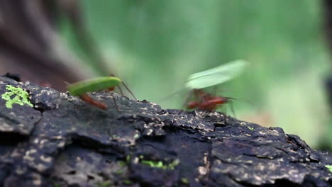 Leafcutter-ants-carrying-pieces-of-leaves-over-a-treestump-in-the-rainforest,-real-speed-close-up
