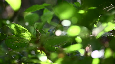 Long-billed-Hermit--preening-between-green-leaves