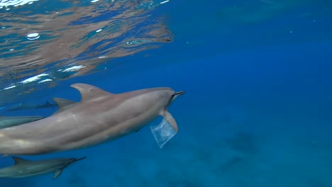 Spinner-dolphin-with-plastic-bag-stuck-on-fin-below-water-surface,-slow-motion