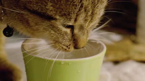 European-grey-kitten-drinking-water-in-a-close-up-slow-motion-at-100fps