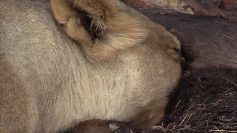 Lioness-grabs-the-heart-of-a-dead-wildebeest-with-her-fangs,-pulls-it-out-her-victim's-stomach-and-eats-it