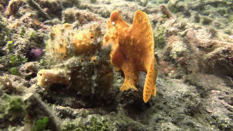 frogfish-courtship:-two-painted-frogfish-side-by-side-each-facing-the-backside-of-the-other-one