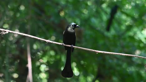 Seen-perched-on-a-vine-looking-around-and-then-flies-away,-Racket-tailed-Treepie,-Crypsirina-temia,-Thailand