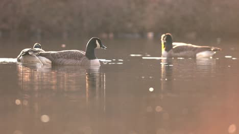 Several-Geese-Enjoying-Swimming-Together-In-A-Pond-On-A-Winter-Day-Backlit-By-Beautiful-Flares-Of-Sunset---Close-Up-Shot