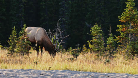 Large-wild-bull-elk-grazes-on-edge-of-forest-in-Alberta,-Canada-during-rut