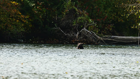 Grizzly-bear-floating-in-river-eating-fresh-salmon,-Great-Bear-Rainforest
