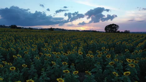 Drohnenaufnahme-Von-Sonnenblumenfeldern-Während-Der-Abenddämmerung