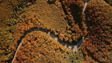 Aerial-overhead-view-footage-of-cars-driving-on-a-s-shaped-road-winding-through-the-middle-of-an-autumn-coloured-forest