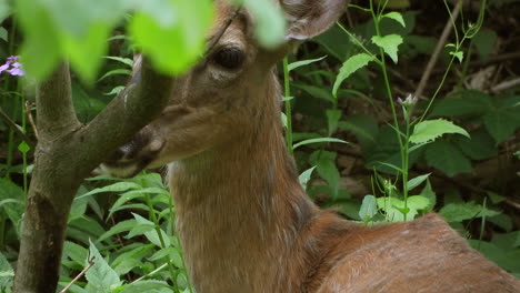 White-tailed-deer-hiding-in-the-bushes-of-green-and-lush-forest
