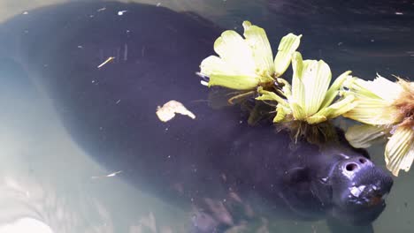 Manatee-Coming-Up-For-Food-Then-Submerging-into-Water