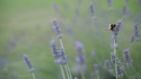 Hummel-Fliegt-In-Lavendel
