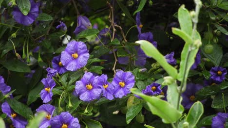Bonitas-Flores-Violetas-Y-Violetas-Profundas-Con-Hojas-De-Color-Verde-Esmeralda-Y-Gotas-De-Lluvia-Durante-Un-Día-Lluvioso