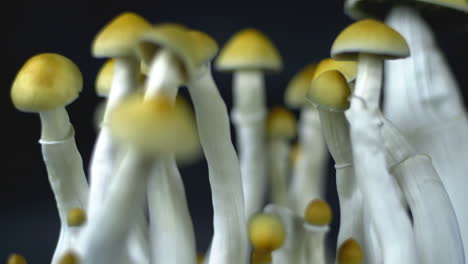Psychedelic-magic-Mexican-mushrooms-in-shifting-focus-shot