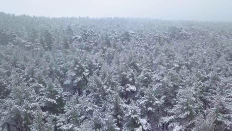 Beautiful-aerial-footage-of-trees-covered-with-snow,-light-snow-falling,-Nordic-woodland-pine-tree-forest,-Baltic-sea-coast,-wide-drone-shot-moving-forward