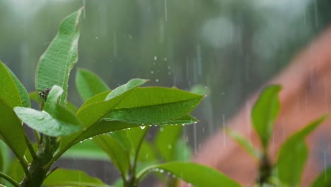 Rainy-day-background,-close-up-of-rain-falling-down-on-green-plants-in-the-outdoors-with-copy-space
