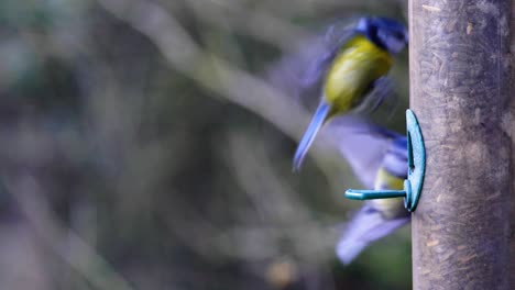 4K-Slow-motion-footage-of-birds-landing-on-a-bird-feeder-and-eating-seeds