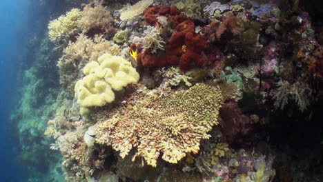 camera-approaches-healthy-coral-reef,-various-types-of-hard-and-soft-corals,-leather-coral,-table-coral