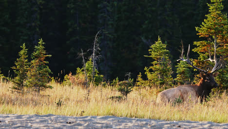 Bull-elk-sit-down-on-grass-for-a-rest,-pine-trees-in-background