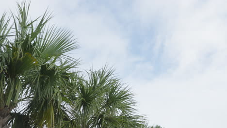 Palm-trees-against-cloudy-blue-sky-4k